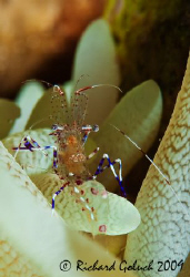 Spotted Cleaner Shrimp-Bonaire 2009 by Richard Goluch 